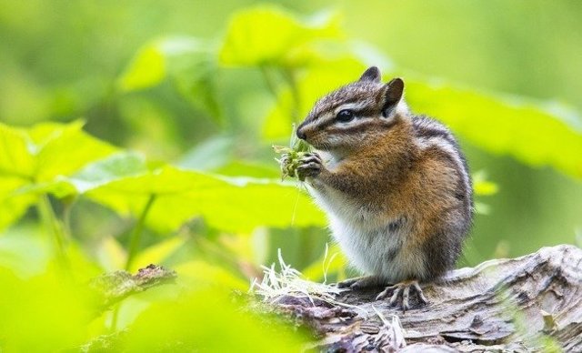 Приметы о погоде по поведению животных: как предсказать