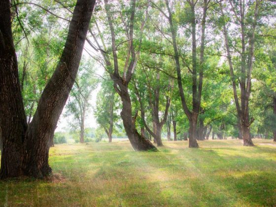 Приметы и суеверия на погоду на месяц июль