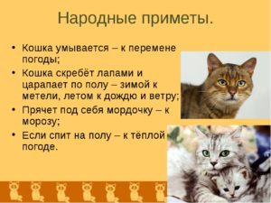 Приметы про кошку в доме, связанные с погодой, прибавлением в семействе