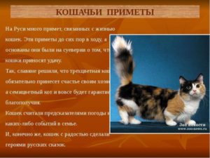 Приметы про кошку в доме, связанные с погодой, прибавлением в семействе