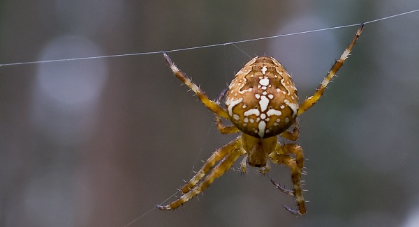 Что он делает?