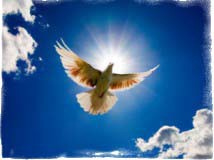 приметы и суеверия о птицах