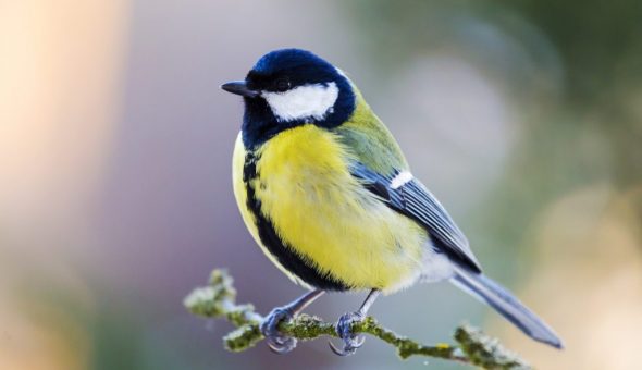 Приметы и суеверия про синицу