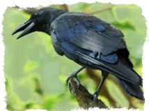 Приметы про ворон