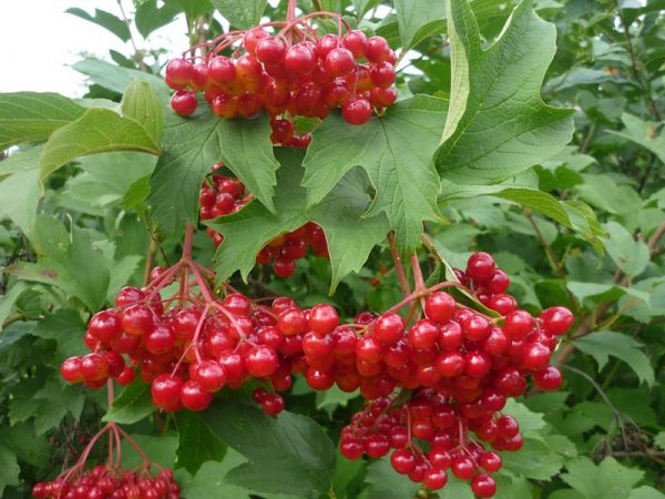 Спелые ягоды калины на ветке