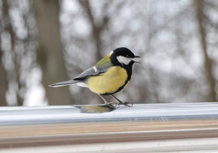 Синица: основные приметы