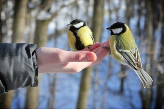 Синица: основные приметы