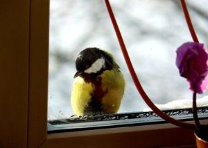 Синица: основные приметы