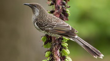 Синица: основные приметы