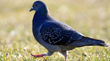 Синица: основные приметы