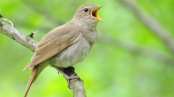 Синица: основные приметы