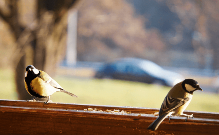 Синица: основные приметы