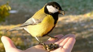 Синица: основные приметы