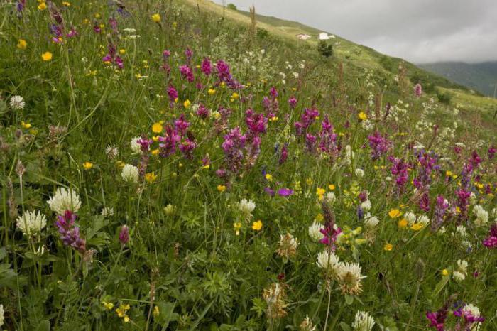 лекарственные растения гор