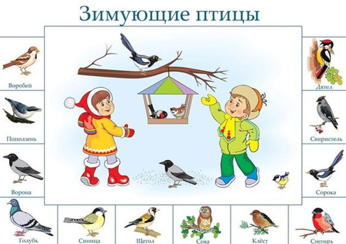 Картинки для детей - зимующие птицы