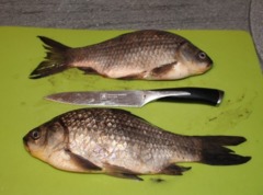 Прогноз клева в Омске