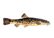 Голец усатый