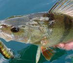 Прогноз клева рыбы в украине