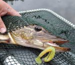 Прогноз клева рыбы в украине