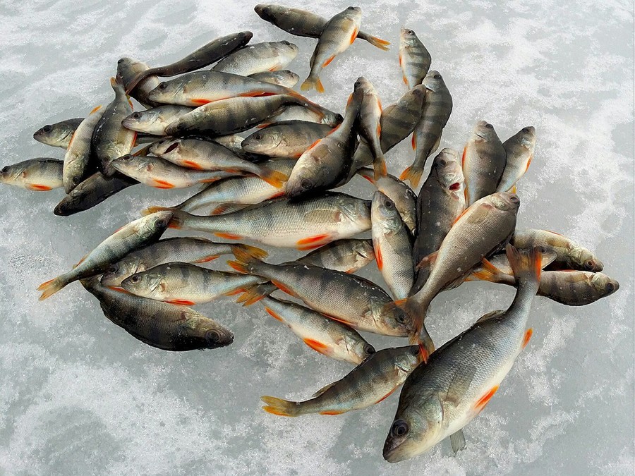 Много пойманных окуней лежат на льду 