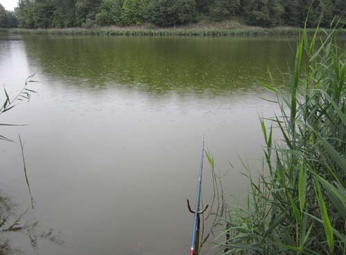 На карася в дождливую погоду