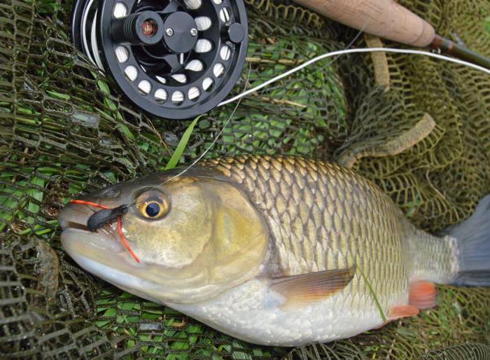 прогноз рыбалки в балашове 