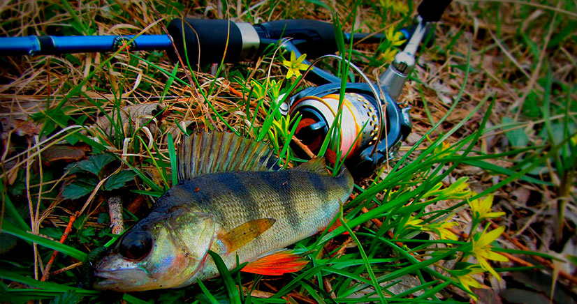 lovlya-okunya-v-mae-na-spinning