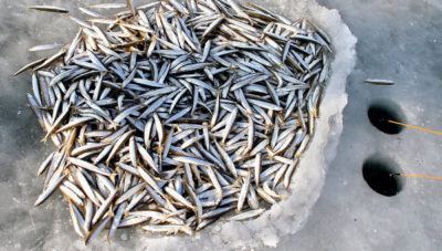 Корюшка рыба