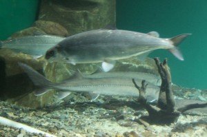 Сиг и осетр - подводные съемки