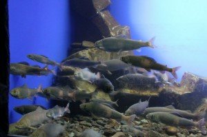 Хариус и таймень - подводные съемки