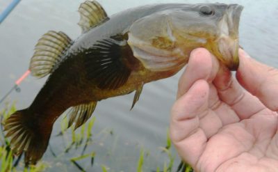 Ротан в руке