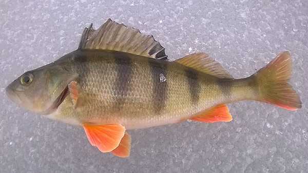 окунь зимой