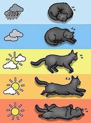 Котик как барометр указывает идти на рыбалку