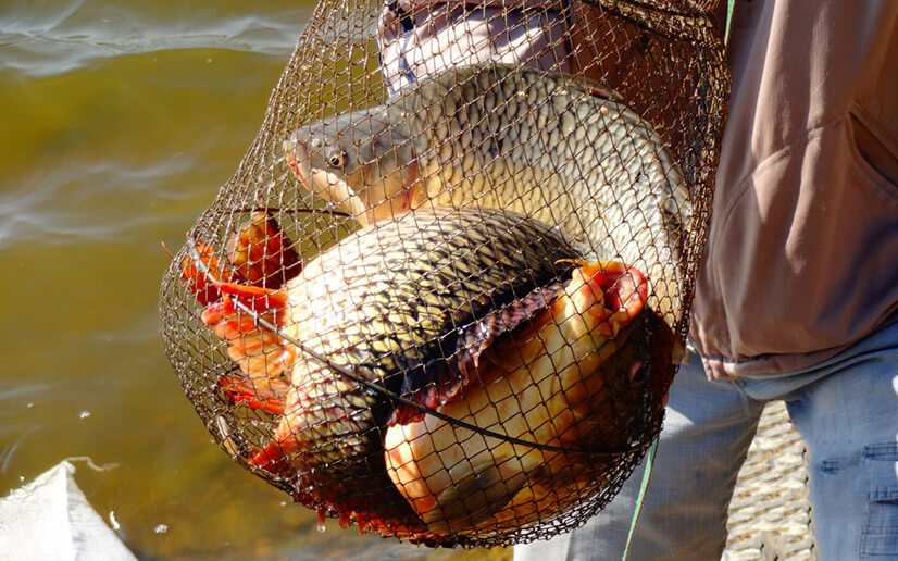 рыбы ставропольского края. рыбалка в ставропольском крае. рыба в ставрополе. рыба ставрополья. рыбалка на платных прудах.
