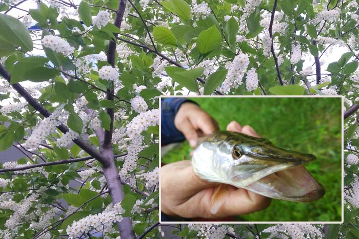 цвет черемухи