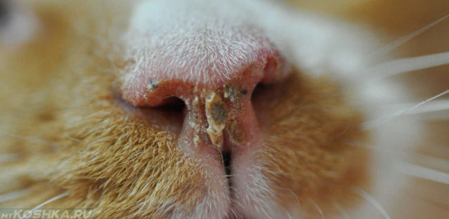 Истечения из носа у кошки больной простудой