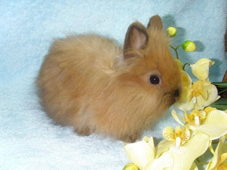 Сколько живут декоративные кролики, влияние на продолжительность жизни самой породы и условий обитания