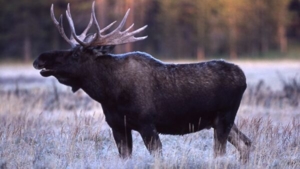Древние славянские знаки зодиака по месяцам, годам и дате рождения: характеристика личности