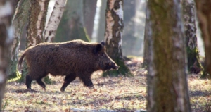 Древние славянские знаки зодиака по месяцам, годам и дате рождения: характеристика личности