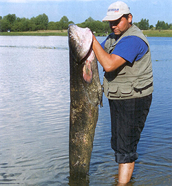 Сорокошичи