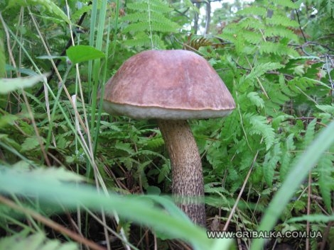 грибы в Сорокошичах