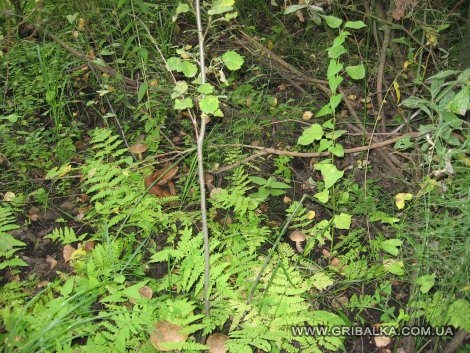 семейка подберёзовиков