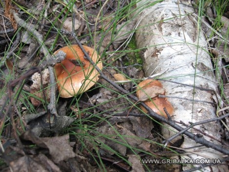 грибы островов КиВХ