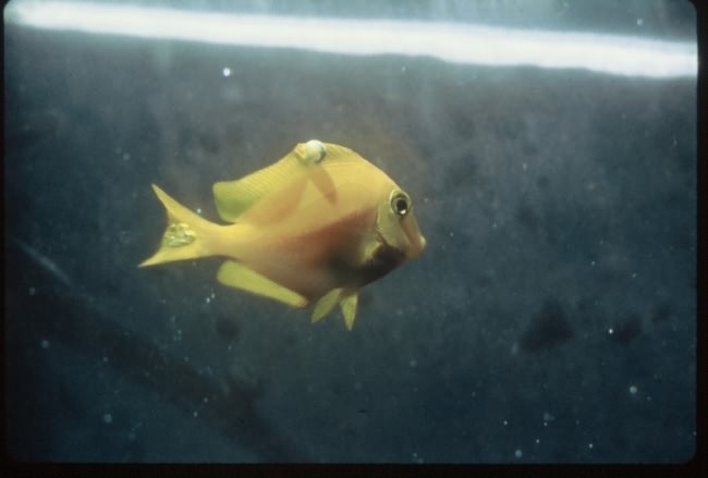 Лечение солью в аквариуме.