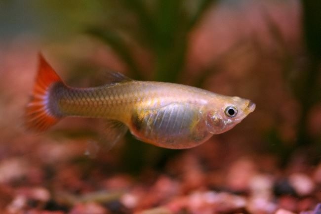 Самка гуппи.
