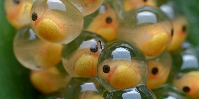 Икринки гуппи.