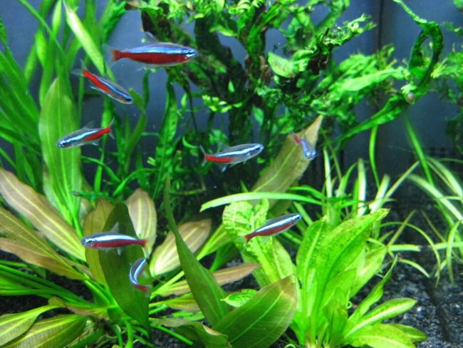 Стая рыбок неонов в аквариуме.