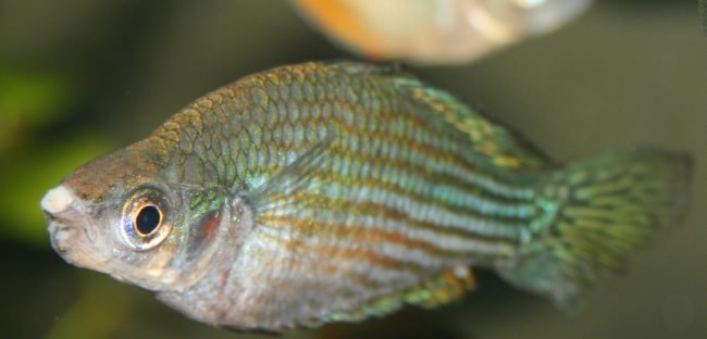 Лечение ваты у рыбок солью.