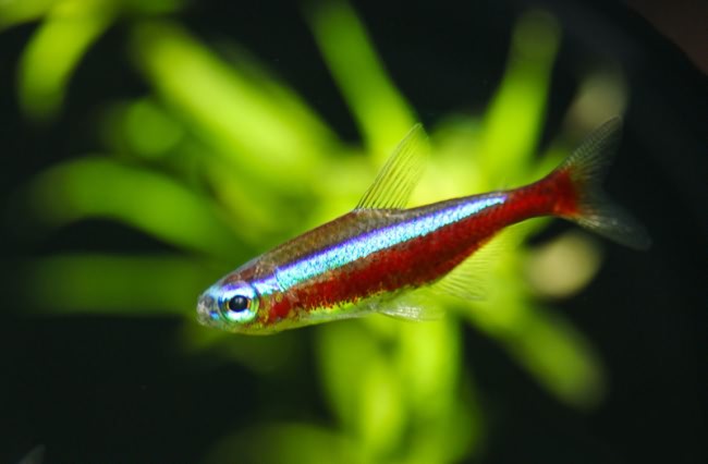 Рыбка неон в аквариуме.