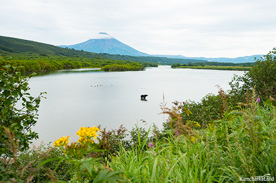 встречаем первых медведей